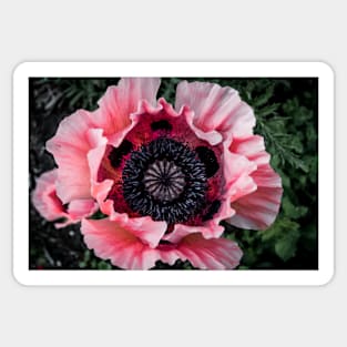 Poppy 2 Sticker